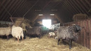 Что если бы вы стали Викингом на один день (Культура и Обычаи)