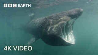 Where Do These Ocean Giants Disappear To? | North Atlantic: The Dark Ocean | 4K UHD | BBC Earth