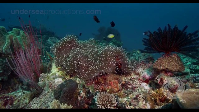 Underwater nature video