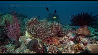 Underwater nature video