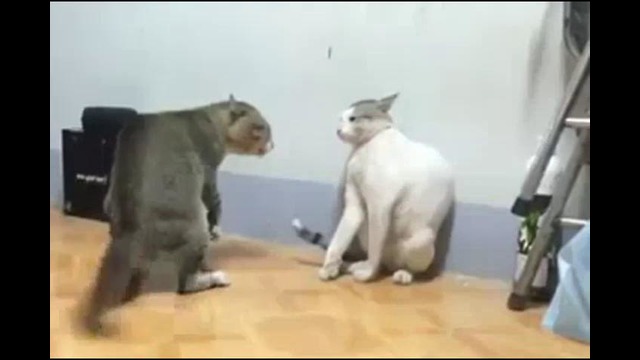 Кот vs кошка))