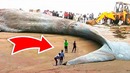 9 самых аномально больших животных планеты