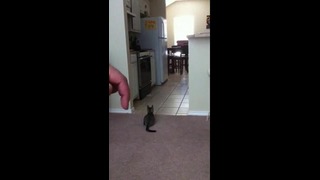 Котенок против пальца