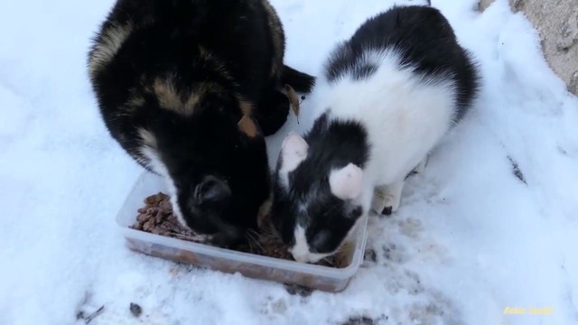 Kitten with mother cat and Melissa plays with me