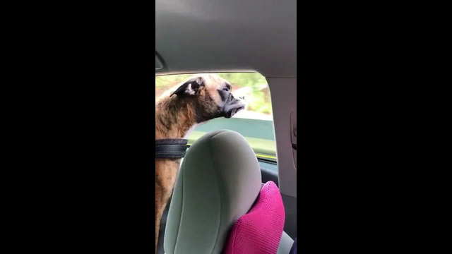 Dog loves sticking his head out the window! #shorts