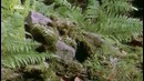 10 самых странных животных