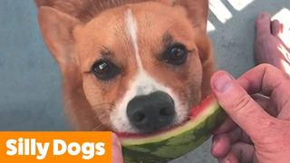 Silliest Cute Dogs | Funny Pet Videos