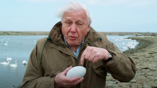 Nature’s First Line of Defence | Attenborough’s Wonder of Eggs | BBC Earth