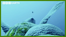 Turtle Camera Follows Feeding Habits | Animals With Cameras | BBC Earth