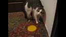 Ой уйди-уйди! говорящий кот!(360p)