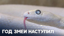 В храме на Тайване китайский Новый год встречают с живыми змеями