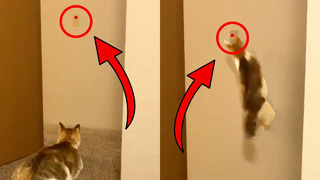 Cat Turns off Light with Laser! | Funny Pet Videos