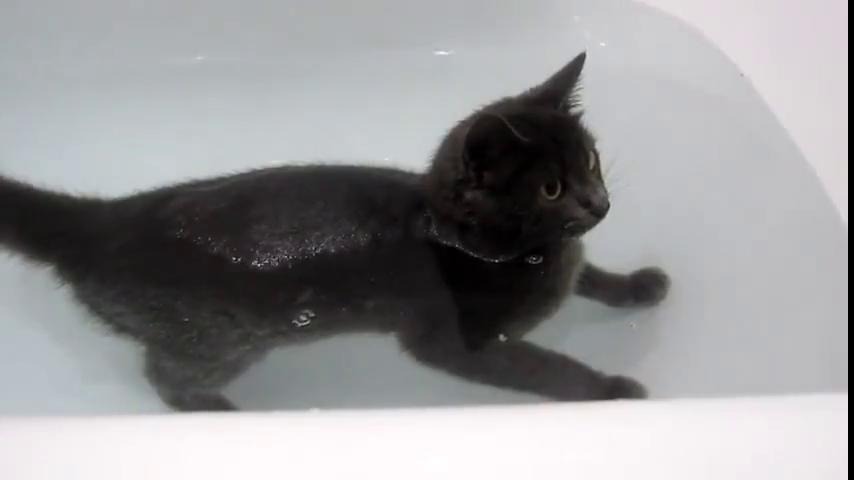 Котей купается - Mover.uz