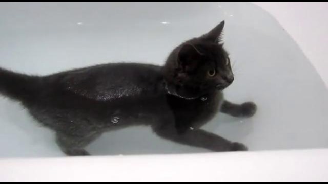 Котей купается