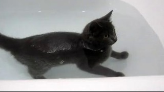 Котей купается