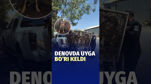 Surxondaryoda xonadonlardan biriga bo‘ri kirib qoldi