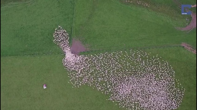Маневры овец в Новой Зеландии с высоты птичьего полета