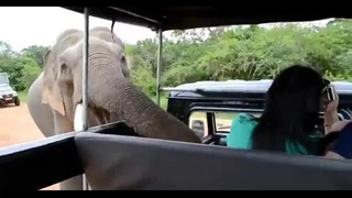 Любопытный слон