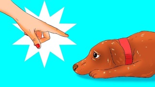 12 Ошибок в воспитании Вашей Собаки, Которые вы совершаете, Даже не подозревая