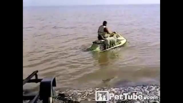 Собачка очень любит кататься на водном мотоцикле