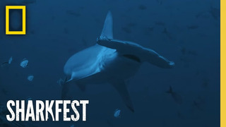 Shark Side of the Moon | SharkFest | National Geographic