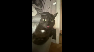 Cute Cat With Tongue Out #shorts