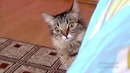 Кот задумал что-то недоброе (The cat is planning something evil)
