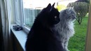 Feline Fails- Cat Got Your Tongue (July 2018) – FailArmy