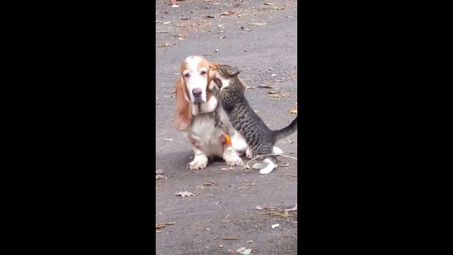 Cat CAN’T stop LICKING dogs ear #shorts