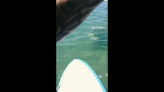 Huge Shark Bites My Paddle Board