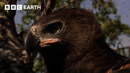 A Crowned Eagle’s Hunt for Bats | Narrated by David Attenborough | Africa | BBC Earth