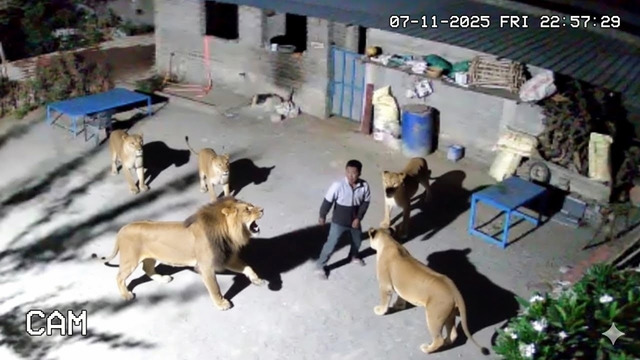 Уничтожили за Секунду! Эти Нападения Животных Действительно Были Сняты на Камеру