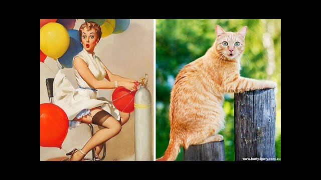 Funny cat & Смешные КОТИКИ 09 12 2019