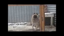 Собака танцует лезгинку