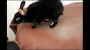 Смотреть всем! Кролик кричит