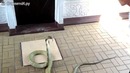 Жесть!! Поймал королевскую кобру