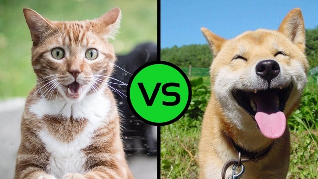 Коты vs Собак