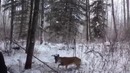 Добрый самаритянин Помогает оленю
