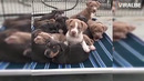 Best of American Bully Pitbulls – Extreme Dogs