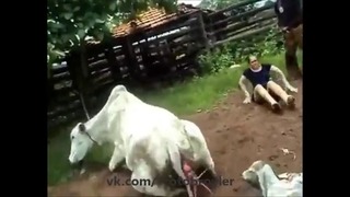 Нокдаун от коровы