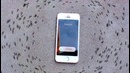 Реакция муравьев на мобильник, поставила энтомологов в тупик