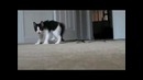 Забавный Котёнок