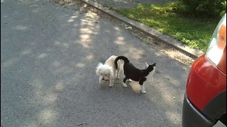 Эта собачка ослепла и кот ей помогает на улице