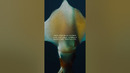 Eyes in the Deep | Ocean Xplorers
