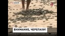 В Боливии устроили праздник черепах