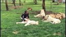 Мужик среди хищных кошек