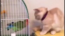 Если хочешь ПРОДЛИТЬ себе жизнь – заведи КОТА. Очень смешное видео