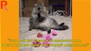 Когда домашние животные приносили своим владельцам неожиданные подарки