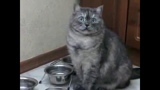 Кот хочет кушать