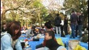 Лучший повод отдохнуть с друзьями. Японцы и Ханами